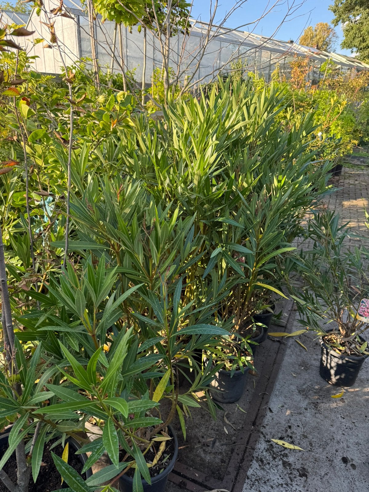 Goedkoopste van marktplaats orleanders rood/roze 130 cm, Ophalen, Zomer, Vaste plant, Volle zon