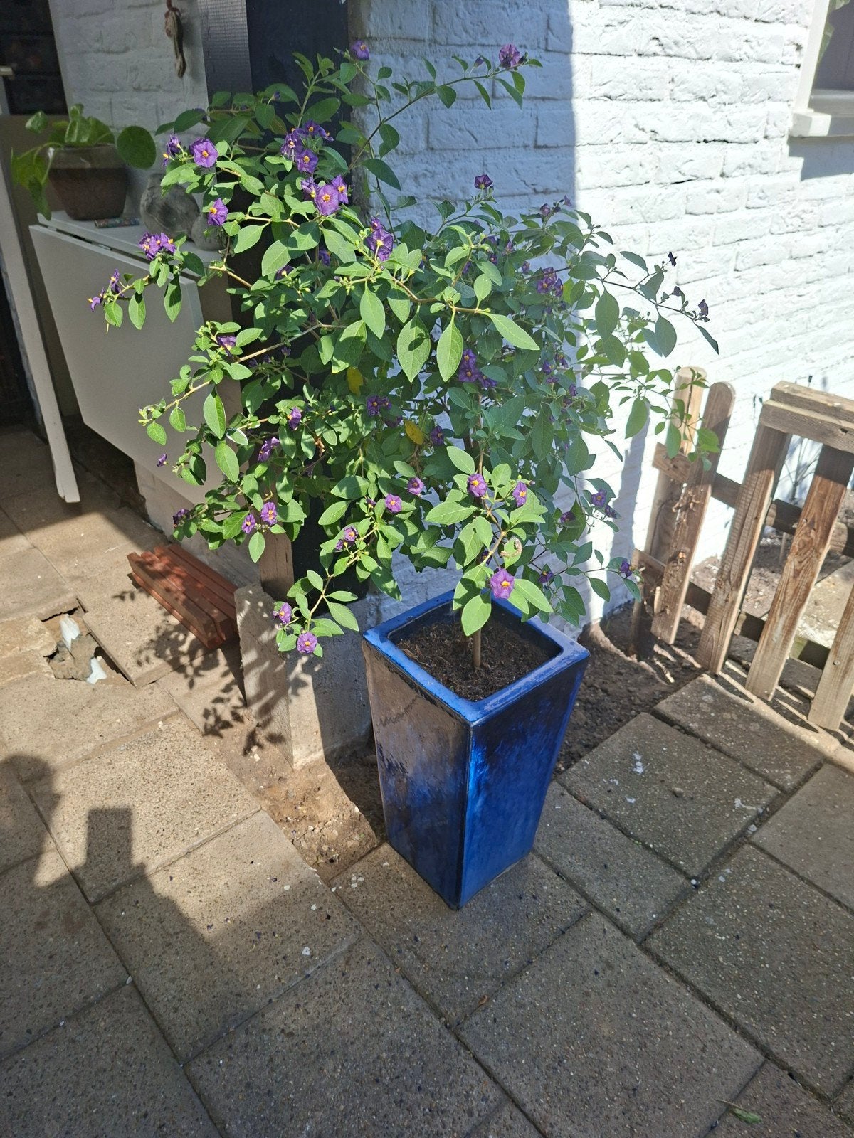 Geglazuurde blauwe potten., Ophalen, Steen, Overige vormen, Tuin