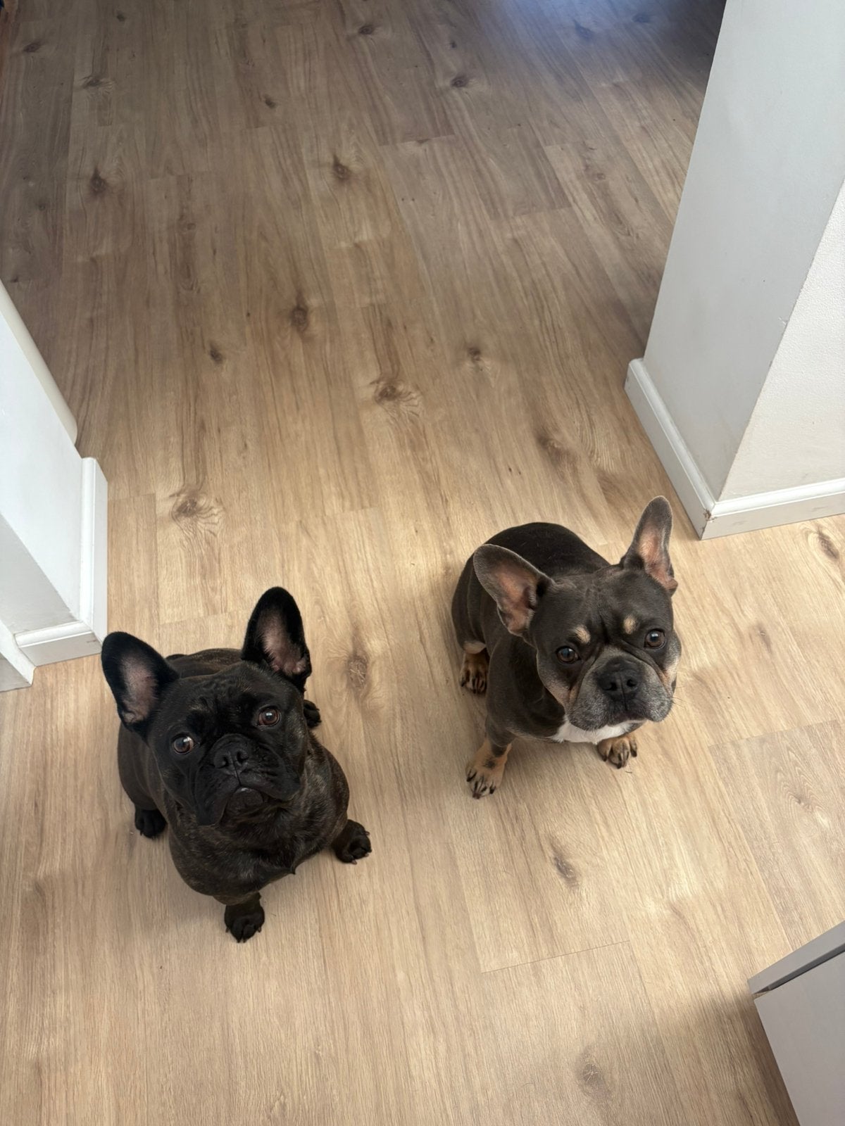 Franse bulldog puppy’s, Dieren en Toebehoren, Honden | Bulldogs, Pinschers en Molossers, 8 tot 15 weken, Geslacht onbekend, Bulldog