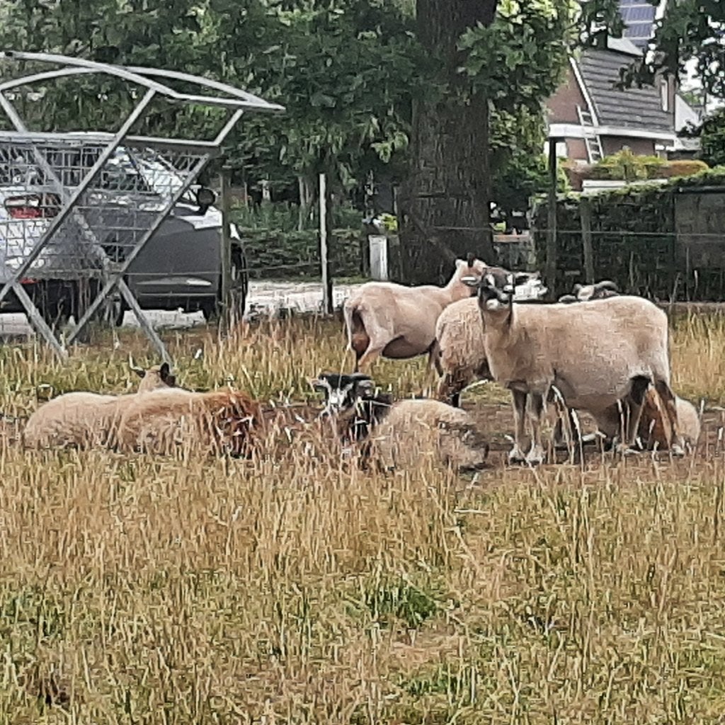 Te koop  mooie schetlandooien met lammeren, Vrouwelijk, Schaap, 6 jaar of ouder