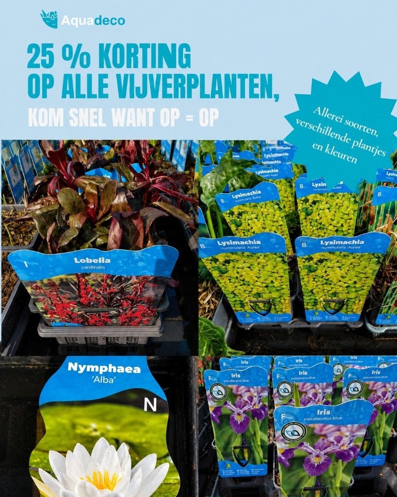 Waterplant aanbieding! 25% korting op waterplanten, Tuin en Terras, Vijvers, Ophalen, Info@aquadeco.nl, Nieuw, Aquadeco