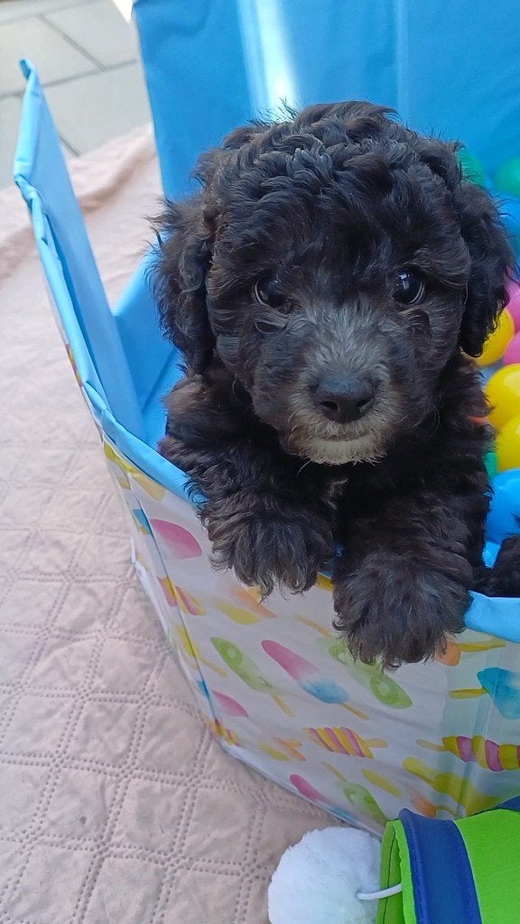 Prachtige dwerg/toy poedel puppy's, Dieren en Toebehoren, Poedel, Parvo, 8 tot 15 weken, Meerdere