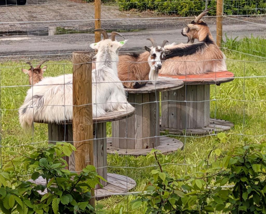 Landgeiten, Dieren en Toebehoren, Vrouwelijk, Geit