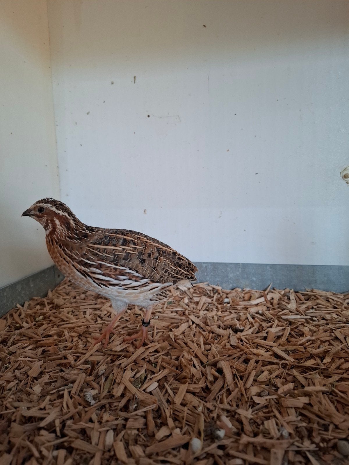 Europese kwartel haan, Mannelijk, Wildzangvogel, Geringd