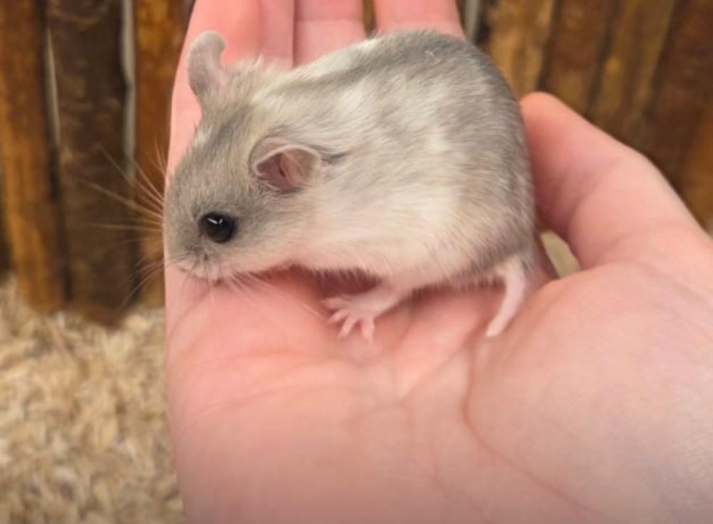 Jonge handtamme dwerghamsters ( rechtstreeks v/d fokker), Dieren en Toebehoren, Knaagdieren, Hamster, Maart, Meerdere dieren, Tam