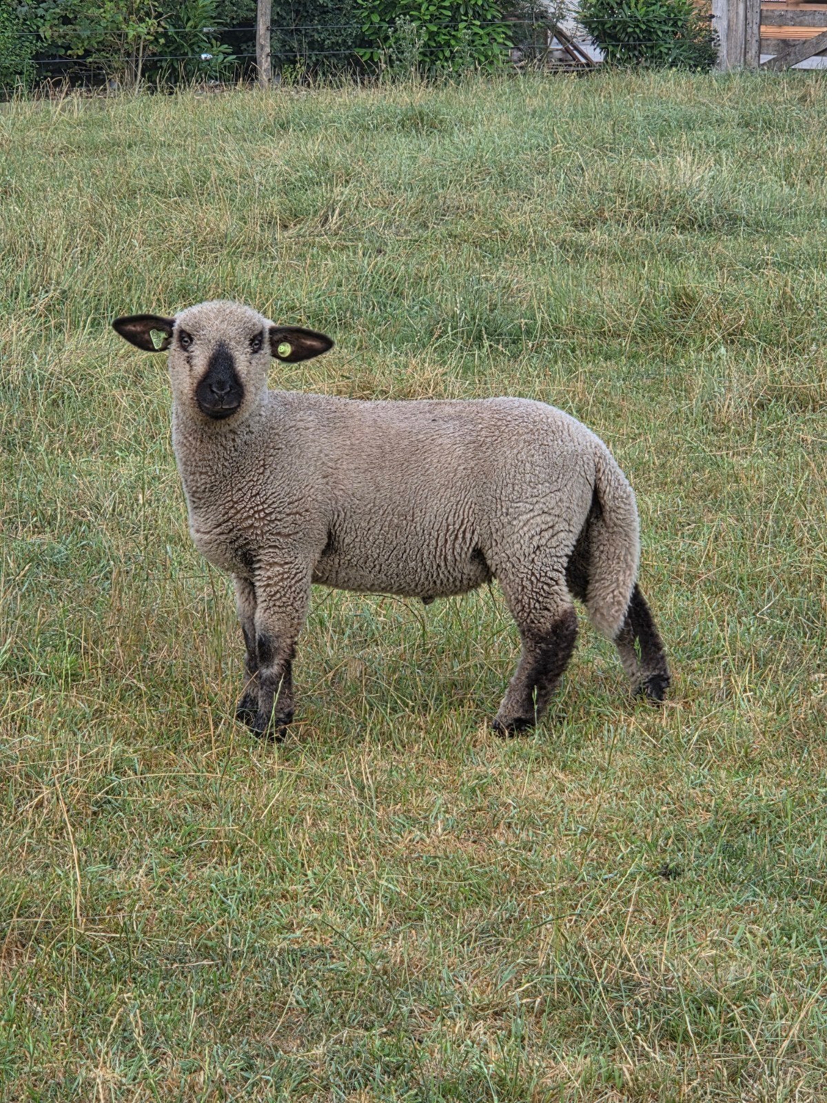 mooie hampsidown ram, Mannelijk, Schaap