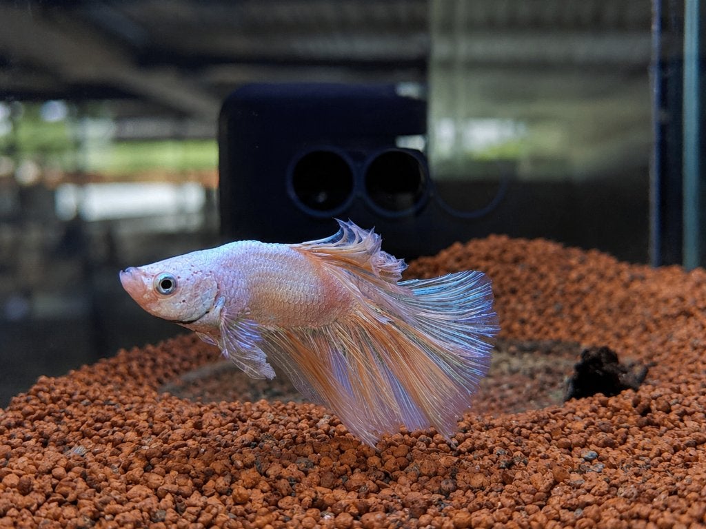 Betta's man, Dieren en Toebehoren, Vis, Zoetwatervis