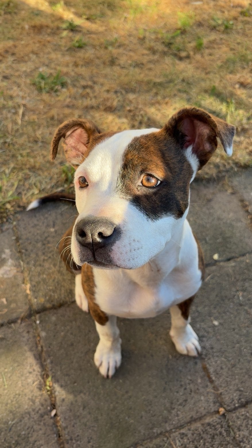 Lieve   puppy nova  zoekt een goudenmandje, Dieren en Toebehoren, 15 weken tot 1 jaar, Overige rassen, Teef, Parvo
