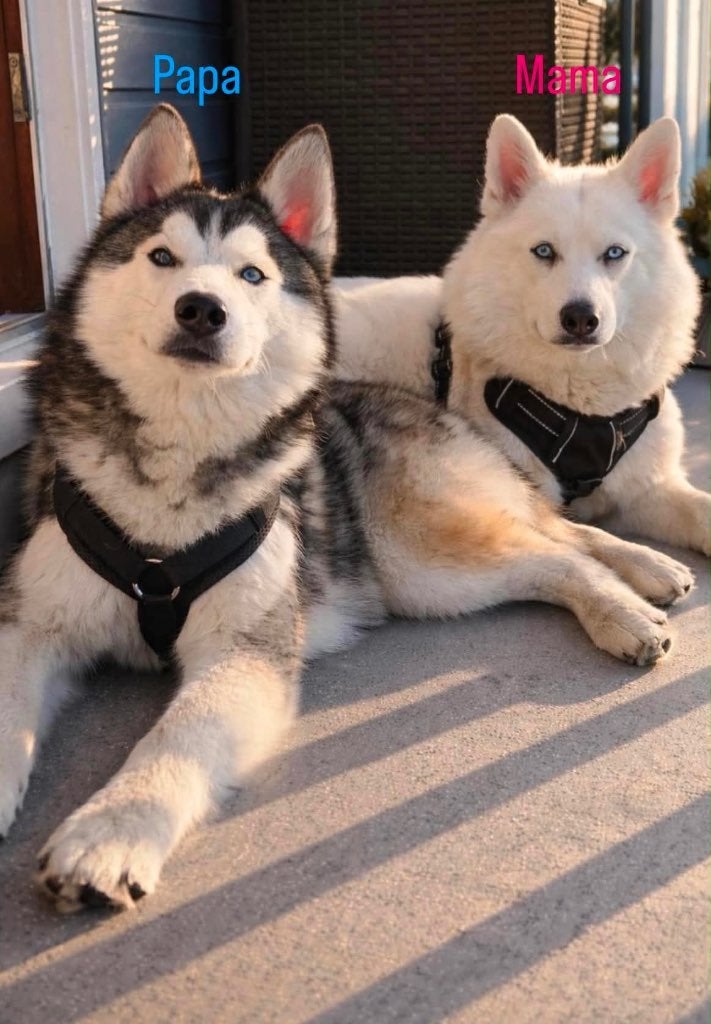 pomsky pups, Dieren en Toebehoren, 8 tot 15 weken, Poolhond, Parvo, Meerdere
