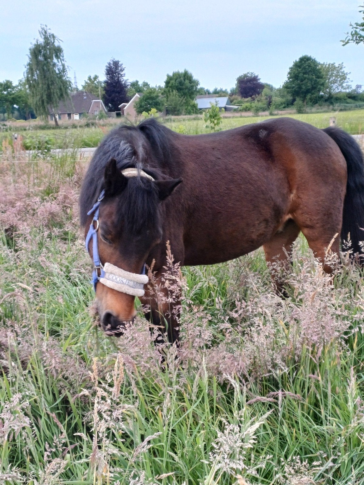 B pony  te koop, Dieren en Toebehoren, Ruin, B pony (1.17m tot 1.27m), 11 jaar of ouder