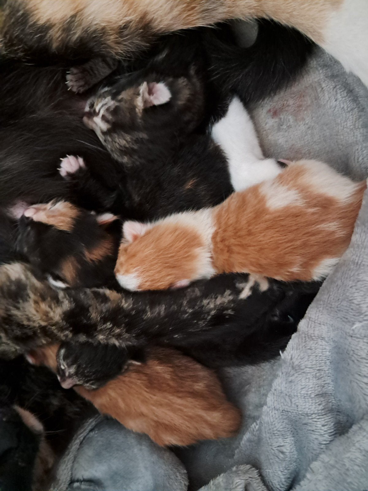 Prachtige Kittens, Poes, Kortharig, 3 tot 5 jaar
