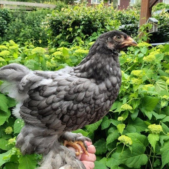 Brahma kuikens 7 weken oud, Dieren en Toebehoren, Meerdere dieren, Kip