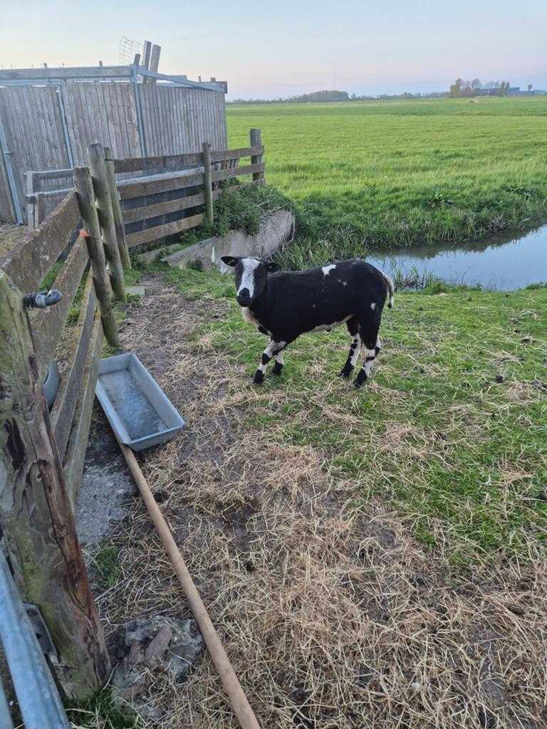 Bonte dekram, Dieren en Toebehoren, Schapen, Geiten en Varkens, Mannelijk, Schaap