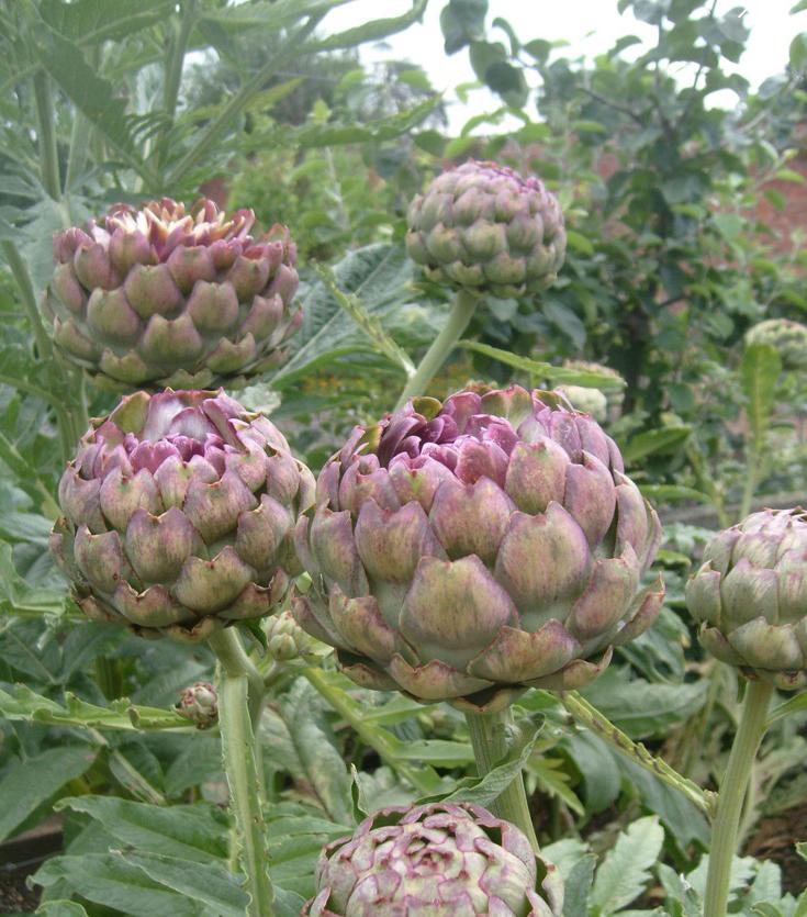 Artisjok Travor BIOLOGISCH, Ophalen, Eenjarig, Groenteplanten, Volle zon