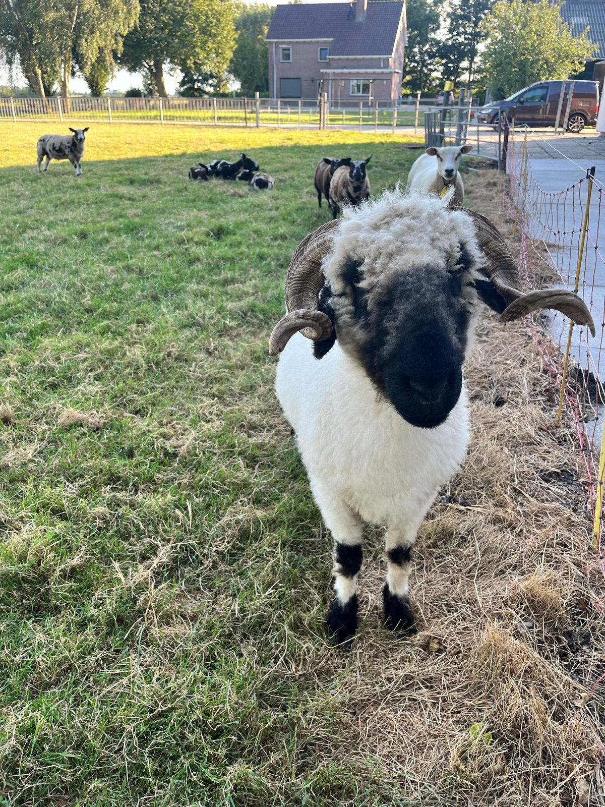 walliser schwarznase ooi, Vrouwelijk, Schaap