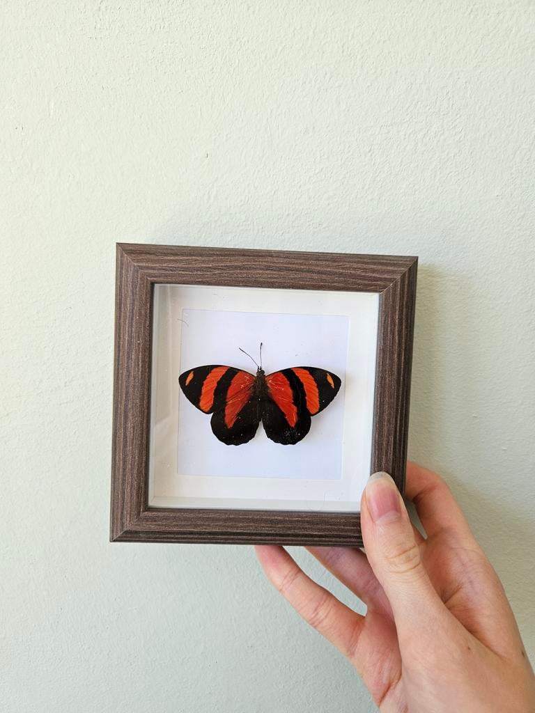 Mooie vlinder in lijst, Ophalen of Verzenden, Nieuw, Insect, Opgezet dier