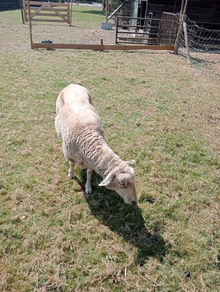 Schaap, Vrouwelijk, Schaap