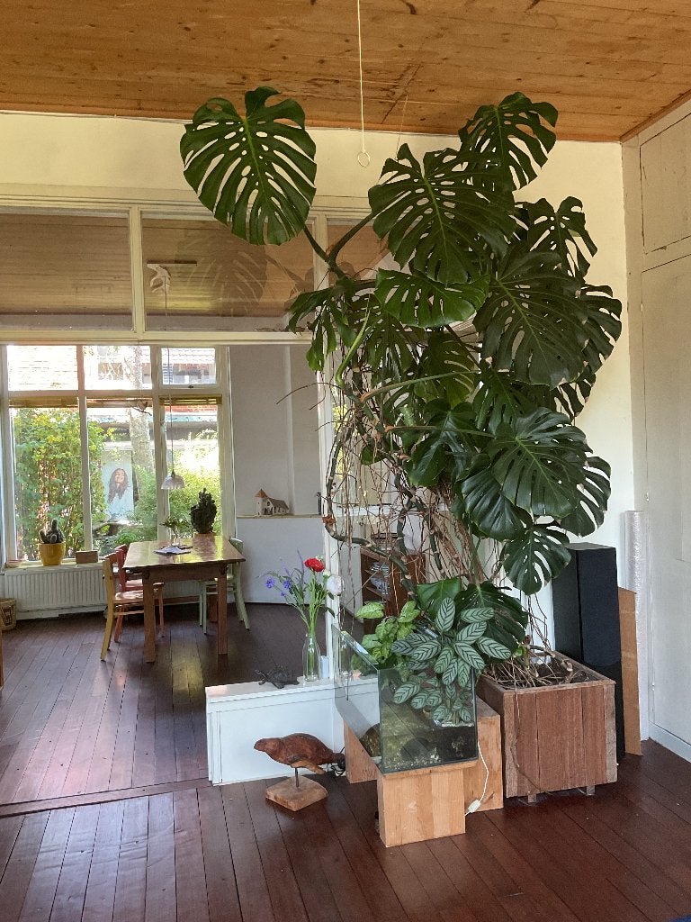 Gatenplant Monstera Deliciosa, Ophalen, 200 cm of meer, Overige soorten, Halfschaduw