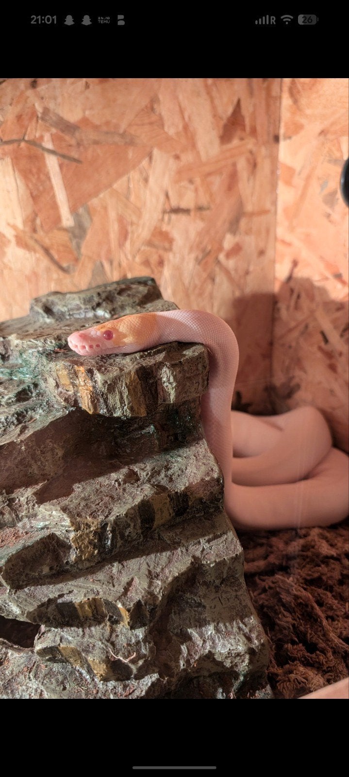 Ball Python Albino pied spider 0,1 '23, Slang, Met terrarium, 0 tot 2 jaar