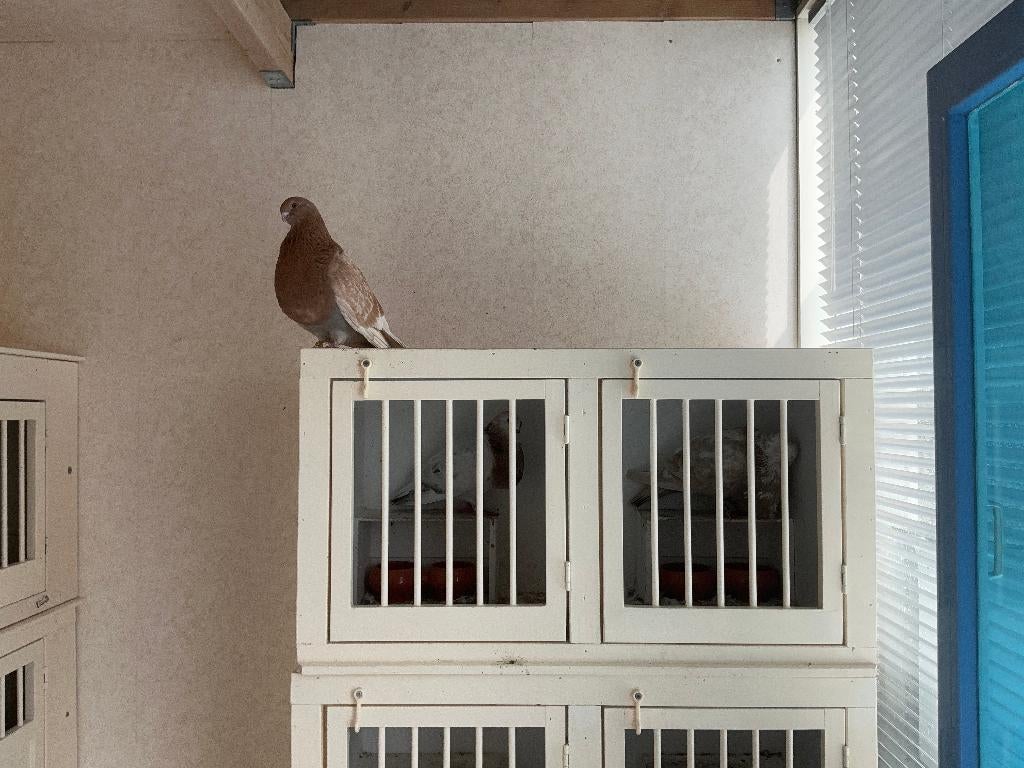valenciaan, Vrouwelijk, Kropper