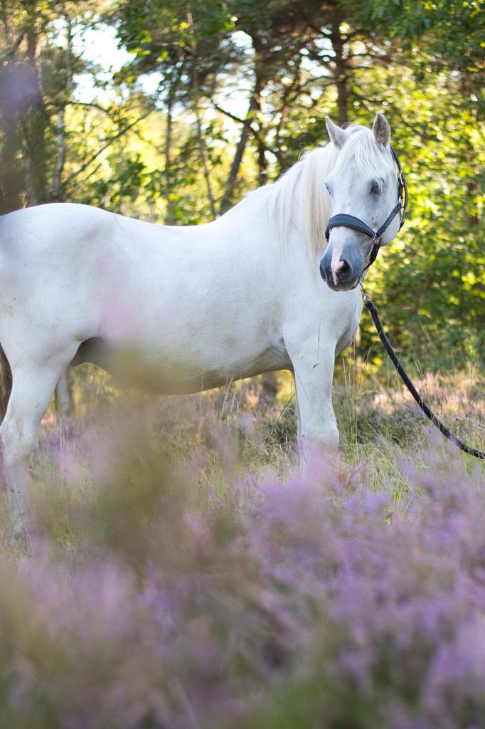 Weidemaatje aangeboden / achtertuin pony, Dieren en Toebehoren, Weidegang, 1 paard of pony