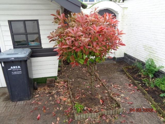 2x bomen op stam nemen, en keien., Tuin en Terras, Planten | Tuinplanten, Vaste plant, Halfschaduw, Zomer, Ophalen