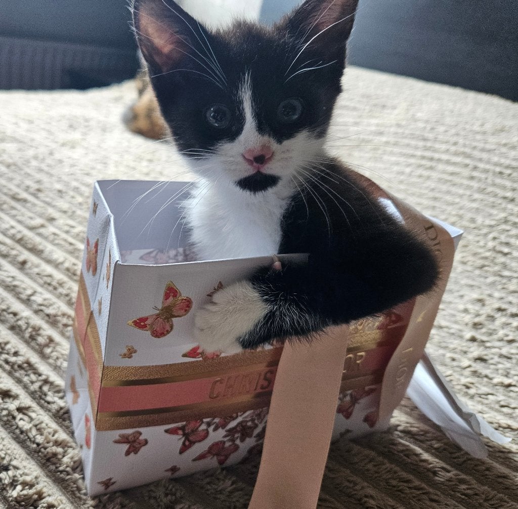 Meet poesje Kitty! Op zoek naar een gouden mandje, Poes, Kortharig, 0 tot 2 jaar