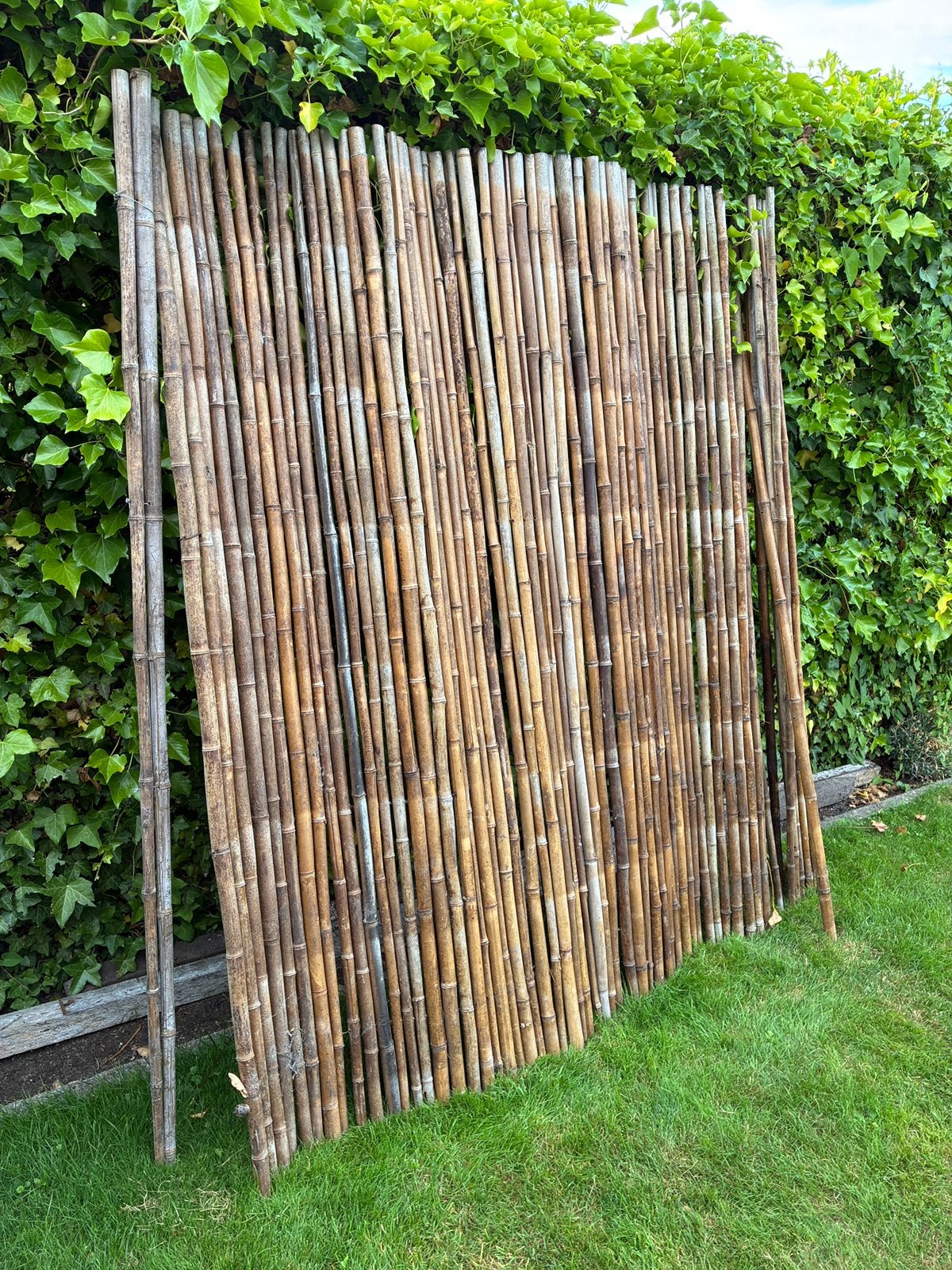 Bamboe te koop, Tuin en Terras, Tuinschermen, Gebruikt, Hout, 150 tot 200 cm, 200 cm of meer, Ophalen