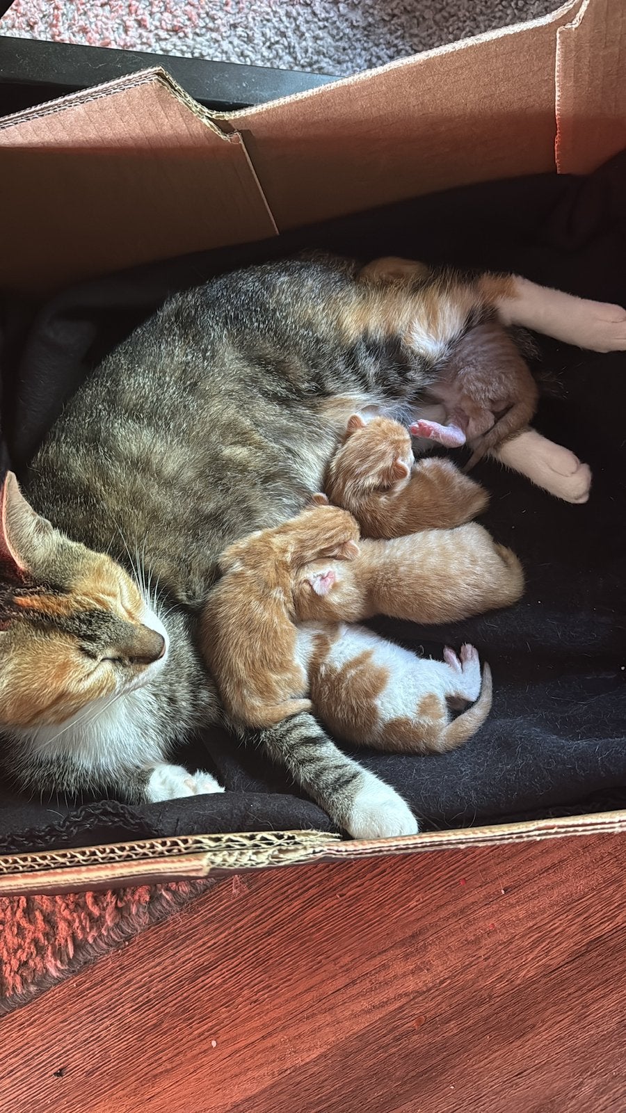 Kittens, Dieren en Toebehoren, Katten en Kittens | Overige Katten, Poes