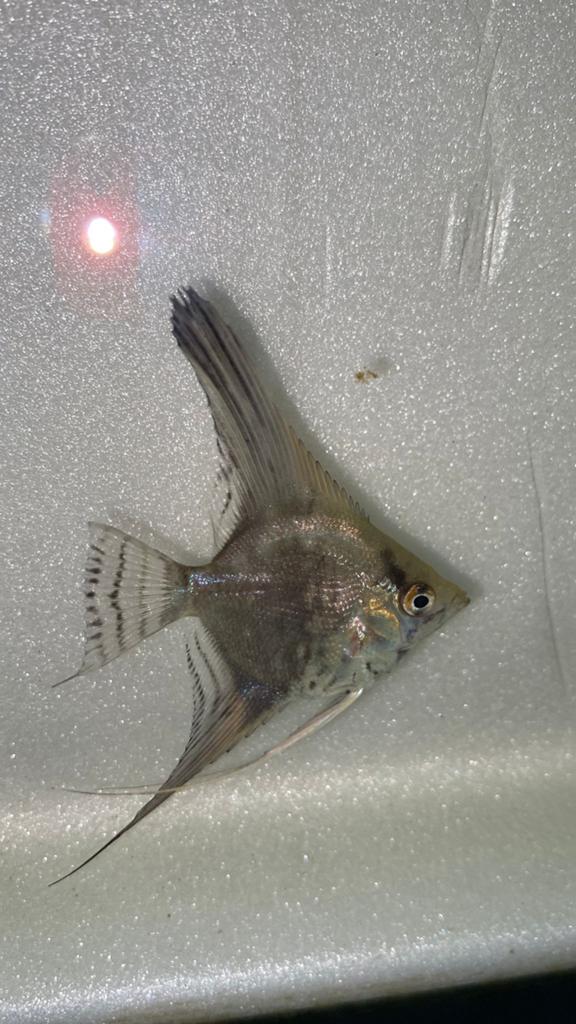 Baby maanvissen kruising ( gold/rio nanay), Dieren en Toebehoren, Vissen | Aquariumvissen, Vis