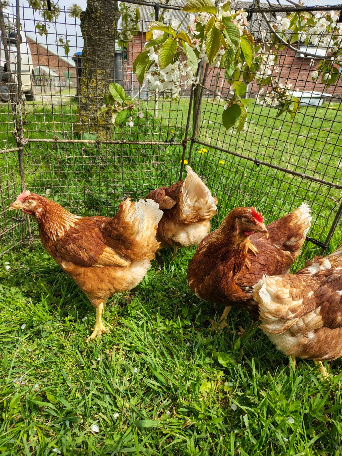 Mooie bruine leghennen te koop, Dieren en Toebehoren, Pluimvee, Vrouwelijk, Kip