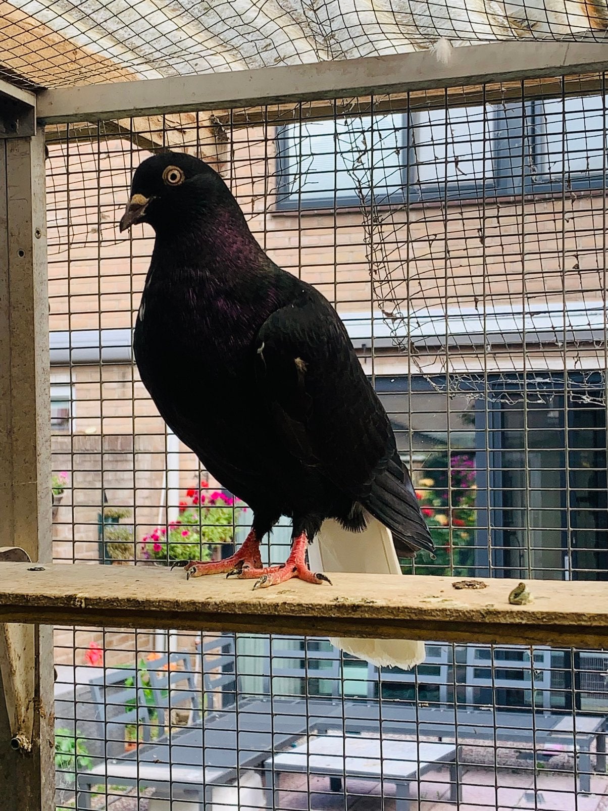 Afghans duif te koop, Dieren en Toebehoren, Vogels | Duiven, Vrouwelijk, Kropper