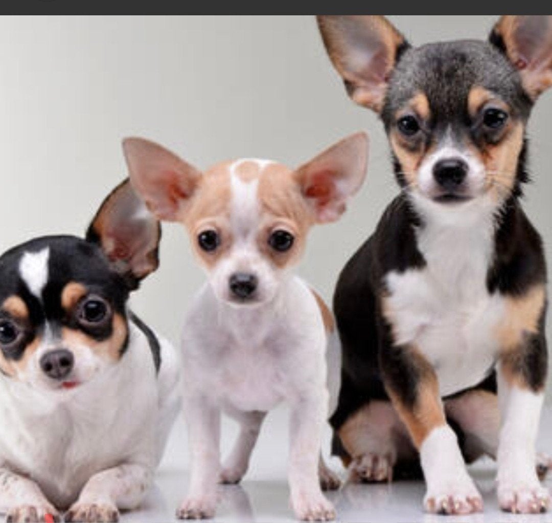 gezocht chihuahua geen puppie, Dieren en Toebehoren, Teef, Eén hond, Chihuahua, CDV (hondenziekte)