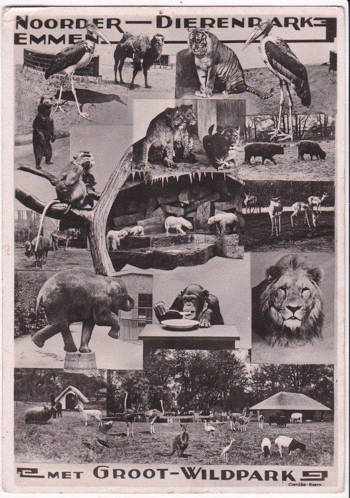 Emmen Noorder Dierenpark met groot Wildpark ca. 1950., Verzamelen, Ansichtkaarten | Nederland, Ophalen, 1940 tot 1960, Gelopen