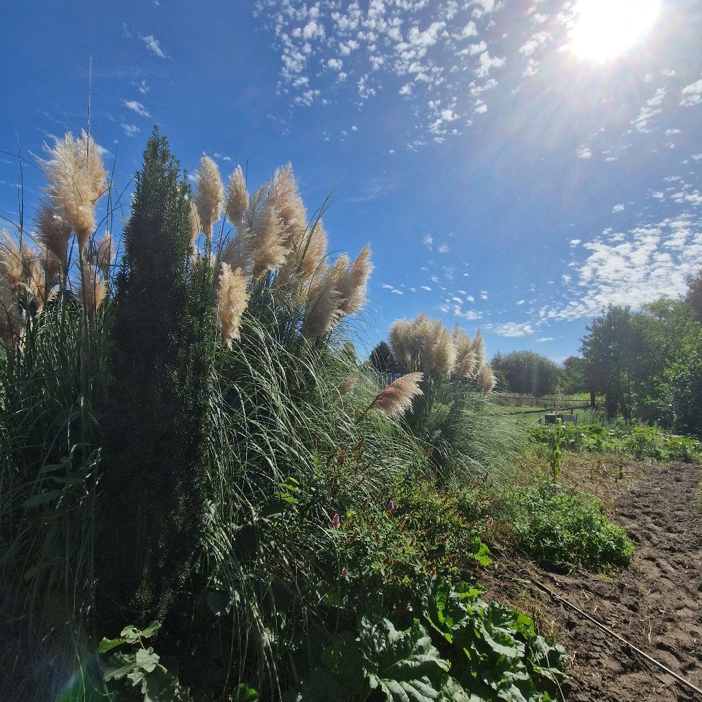 Pampas pluimen, Ophalen, Nieuw