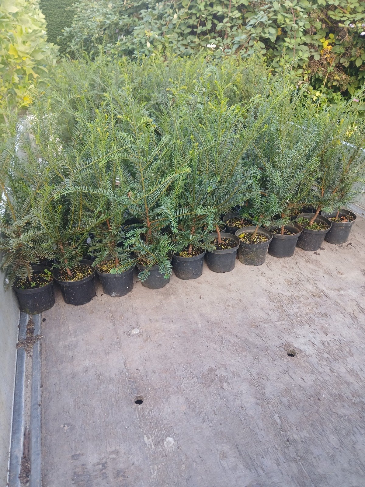 taxus in pot 30-50cm, Ophalen, Taxus