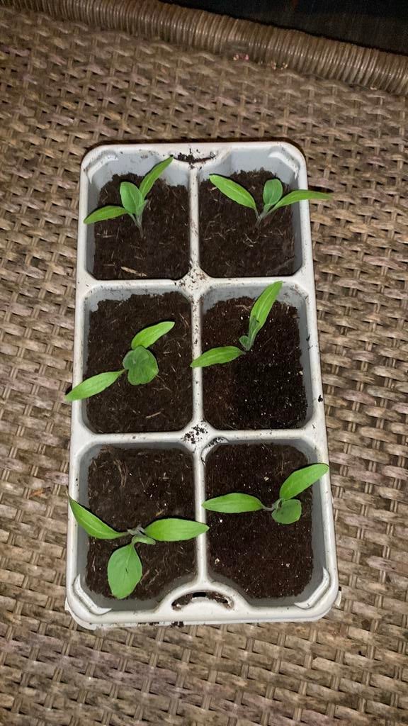 Aubergineplantjes te koop! Bio