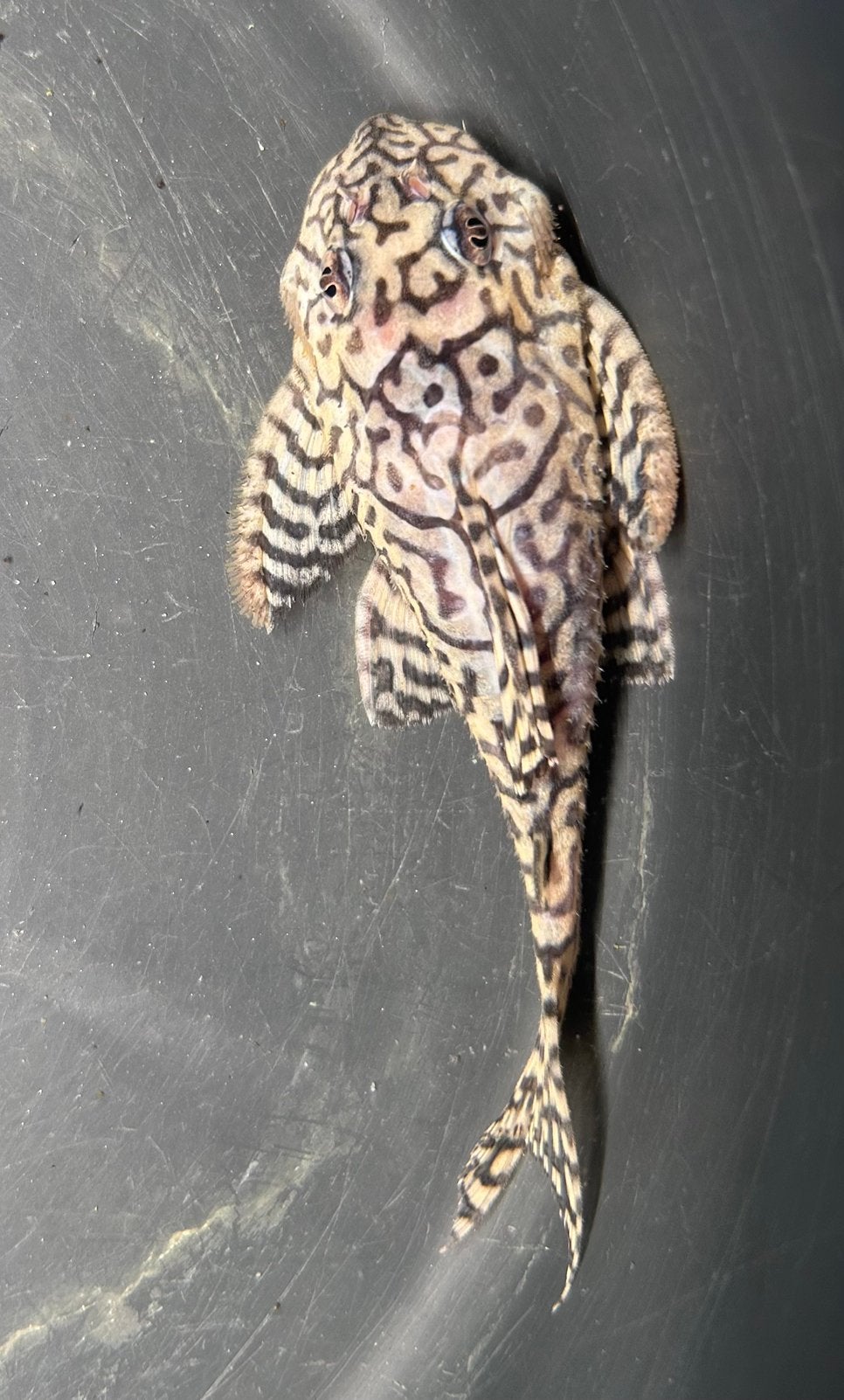 Hypancistrus sp. Seideli | L236 Man, Vis, Zoetwatervis
