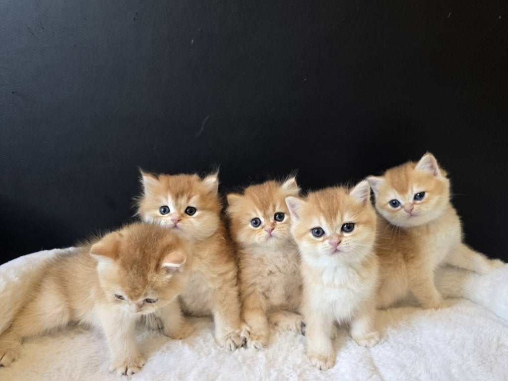Lieve Britse Korthaar kittens, golden shaded, Dieren en Toebehoren, Meerdere dieren, Ingeënt, 0 tot 2 jaar
