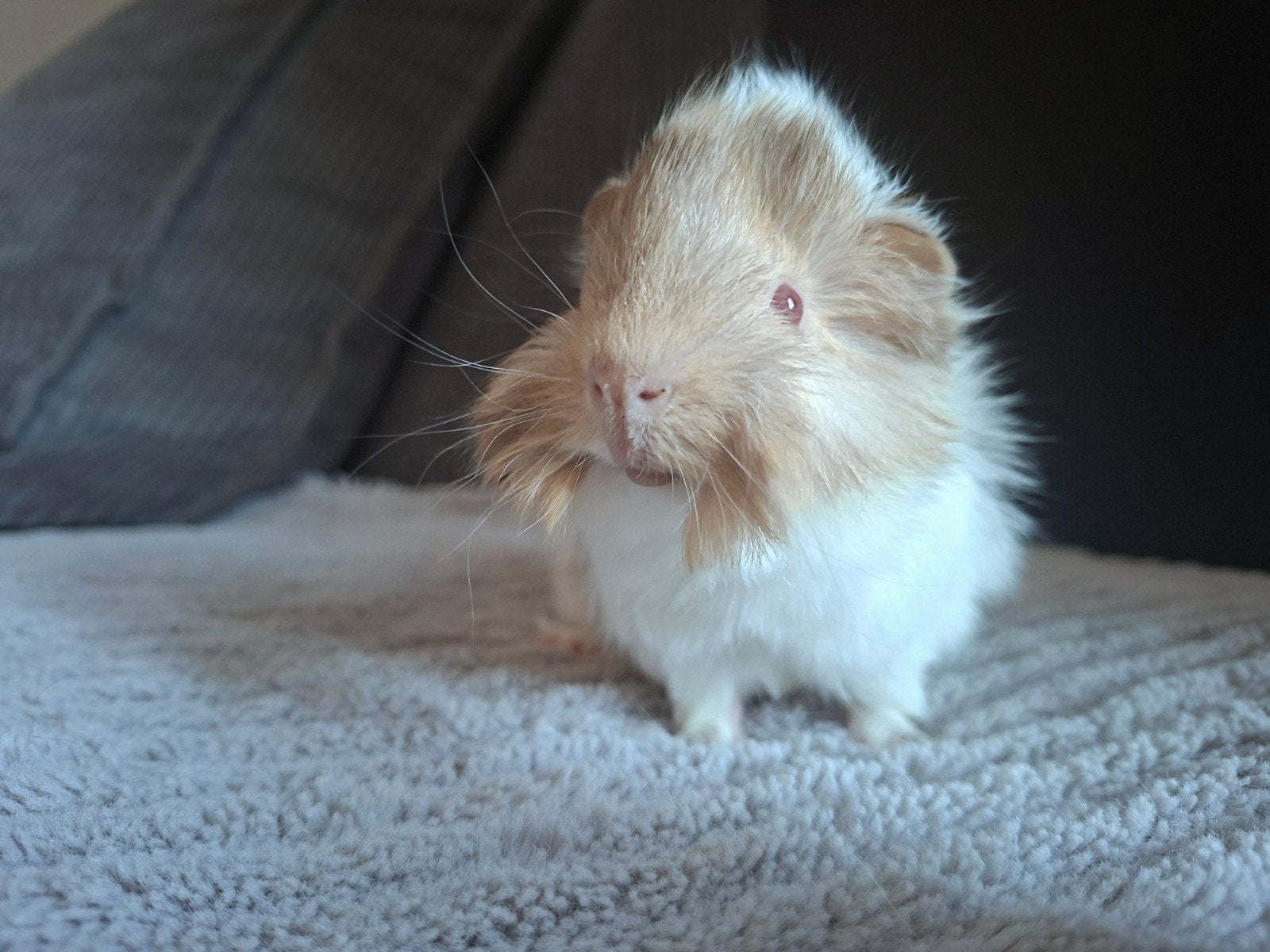 Peruvian lilac creme wit | Fok geschikt | uit show ouders, Dieren en Toebehoren, Cavia, Juni, Mannelijk, Tam
