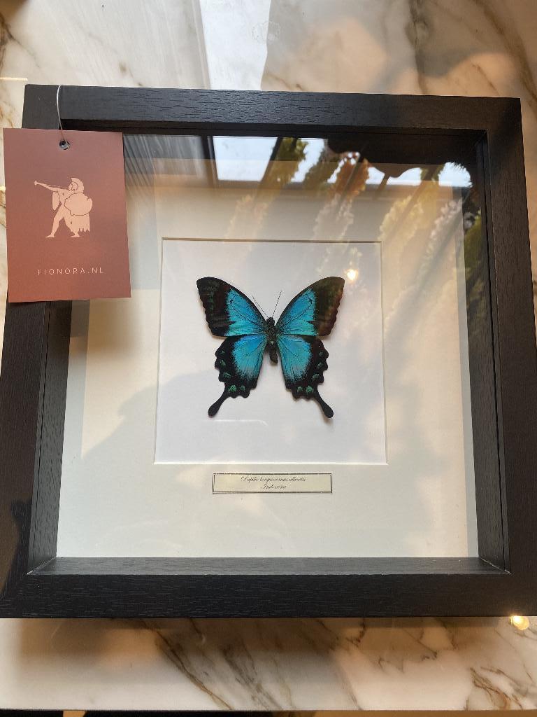 Opgezette vlinder in lijst, Ophalen of Verzenden, Nieuw, Insect, Opgezet dier