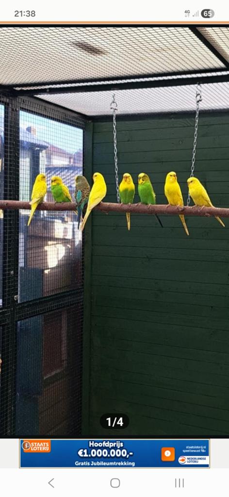 20 Jonge grasparkieten, Dieren en Toebehoren, Vogels | Parkieten en Papegaaien, Meerdere dieren, Parkiet