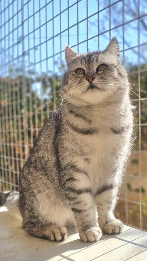 sofi wil graag een baasje, Dieren en Toebehoren, Katten en Kittens | Raskatten | Korthaar, Poes, Gechipt, 3 tot 5 jaar
