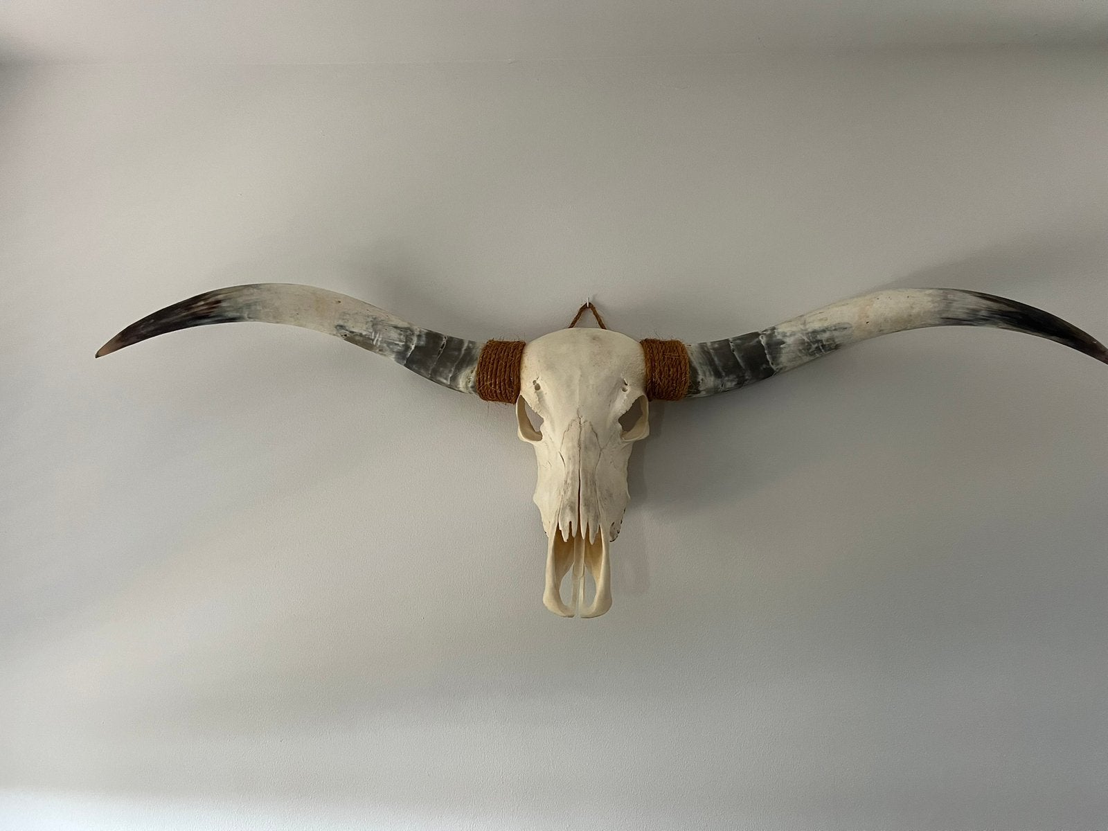 Longhorn schedel, Verzamelen, Ophalen, Zo goed als nieuw, Schedel