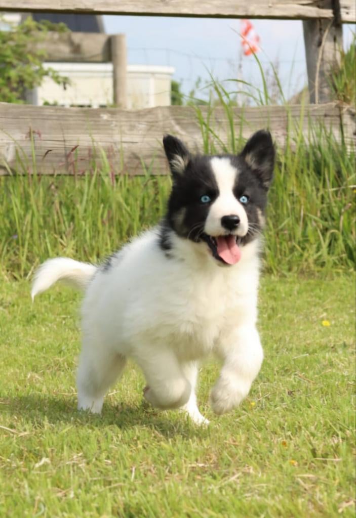 Prachtige Dutch laika pups.  Yakutian Laika, x Samojeed mix, Parvo, 8 tot 15 weken, Poolhond, Meerdere