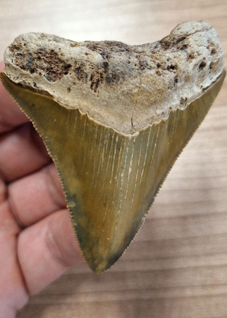 usa megalodon tand	6.6x5.5x1.4cm, Ophalen of Verzenden, Fossiel