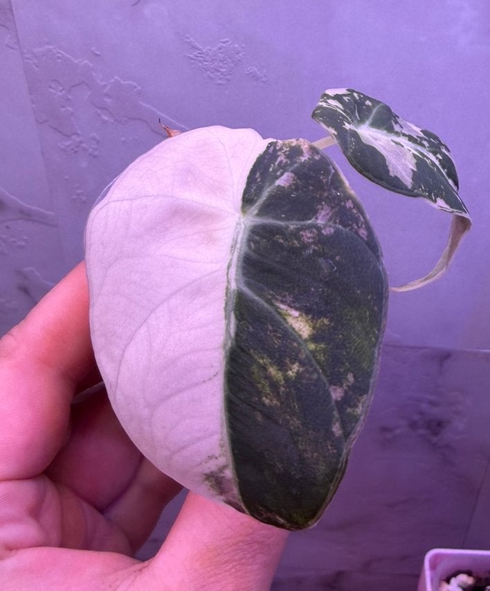 Alocasia black velvet pink variegata uit knol gekweekt, Huis en Inrichting, Kamerplanten, Ophalen of Verzenden, Halfschaduw, Minder dan 100 cm