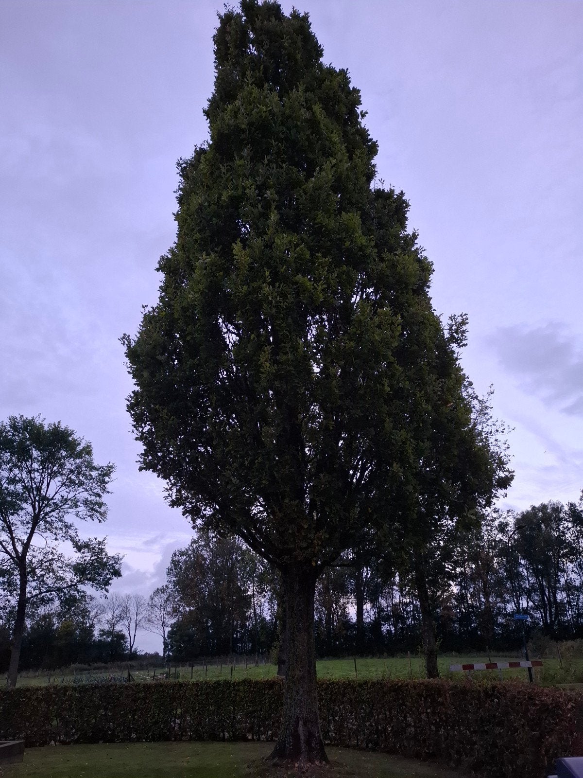 Gratis boom voor openhaardhout - zelf kappen, Ophalen of Verzenden