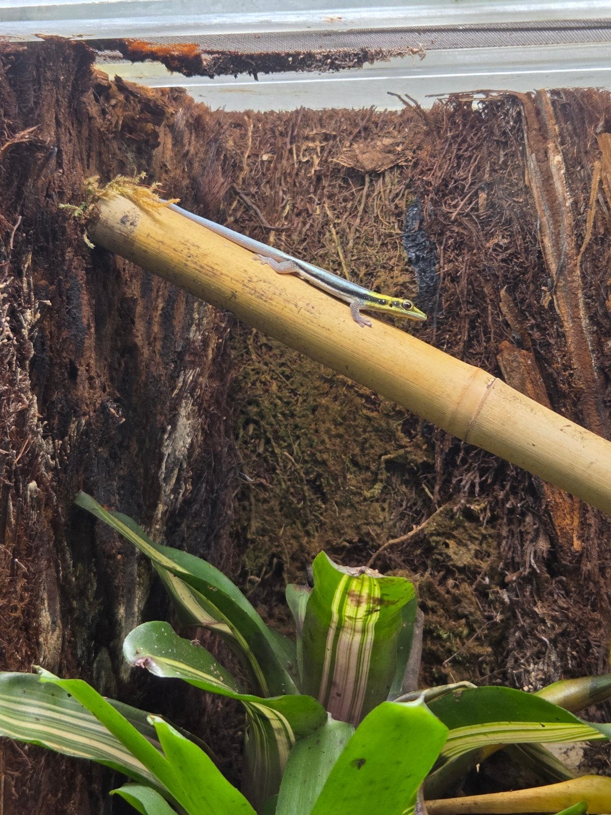 Phelsuma Klemmeri meerdere voorradig, Dieren en Toebehoren, Hagedis, Met terrarium, 0 tot 2 jaar