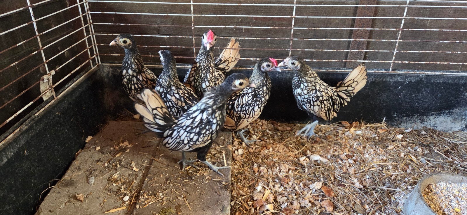 Sebright citroen gezoomd, Dieren en Toebehoren, Meerdere dieren, Kip